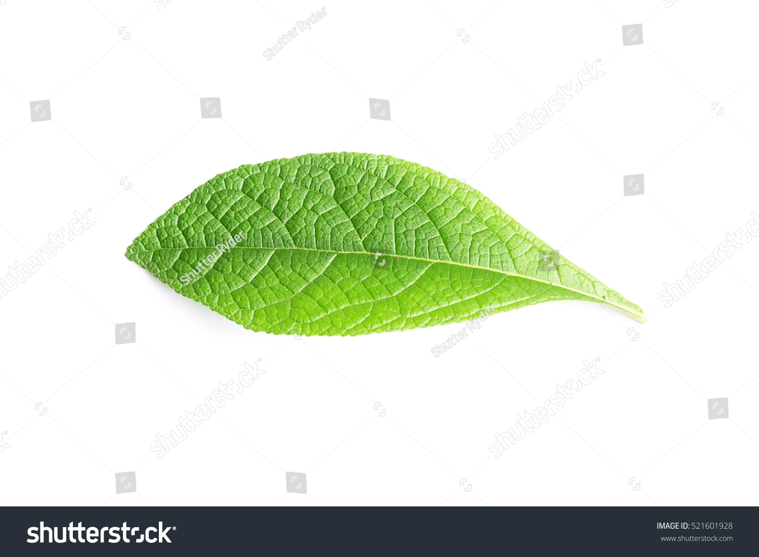 Edit Images Free Online - Green leaf | Shutterstock Editor