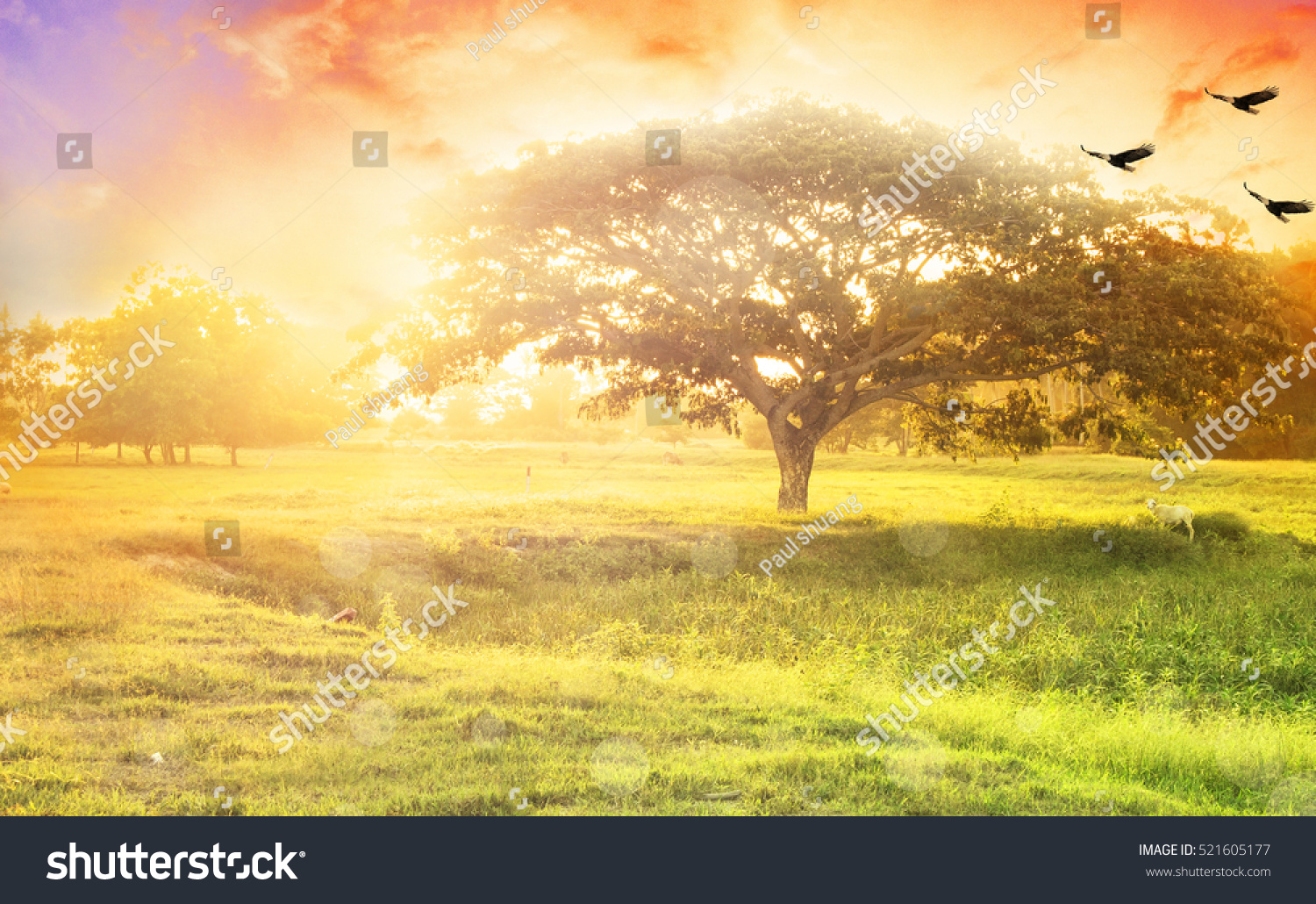 Edit Pictures Free Online - Nature background ...