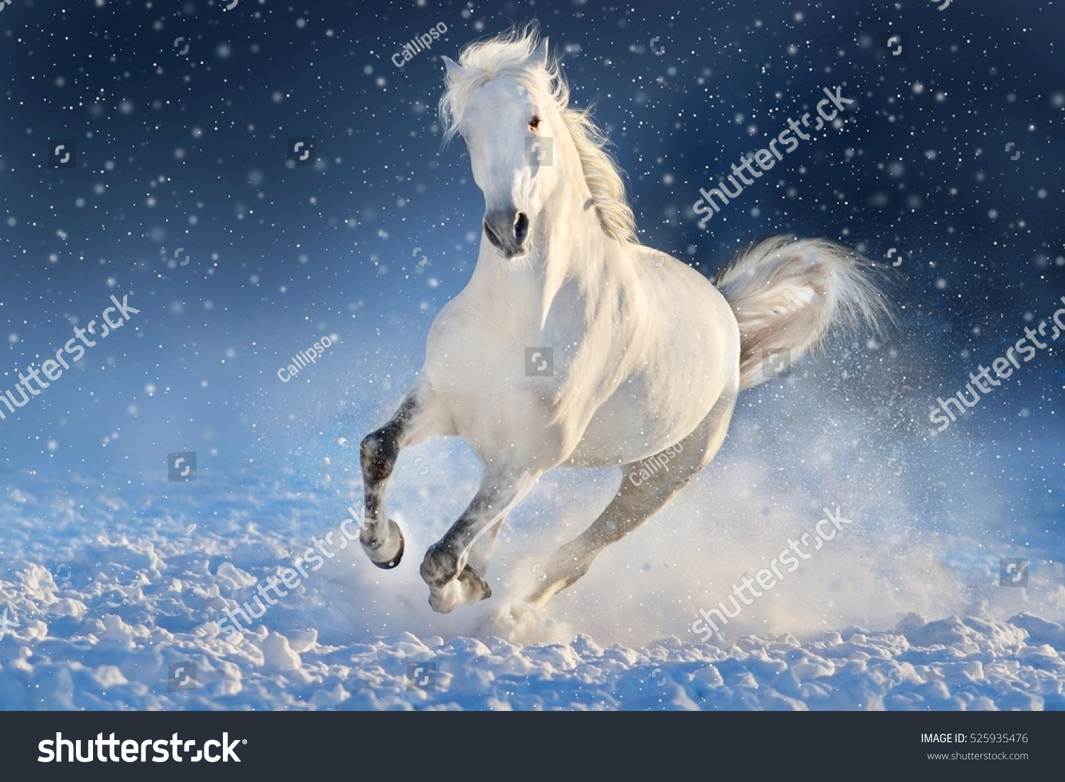 Edit Pictures Free Online - White horse | Shutterstock Editor