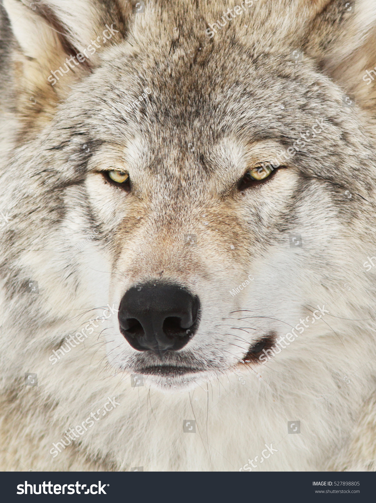 Edit Images Free Online - Timber wolf | Shutterstock Editor