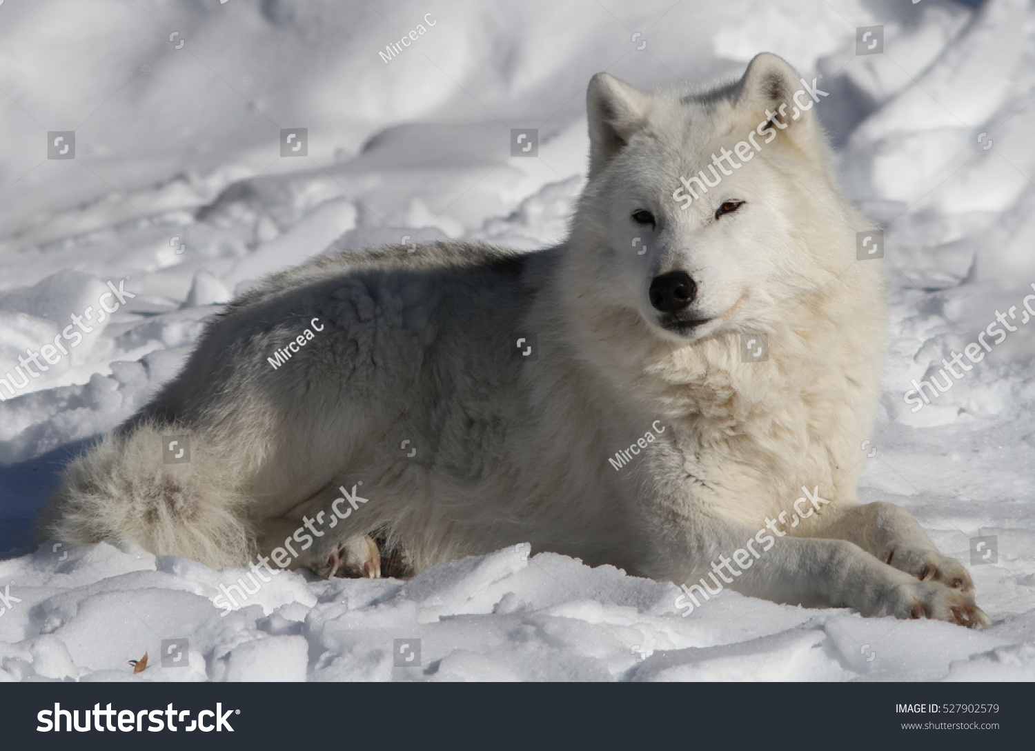 Edit Pictures Free Online - Arctic wolf | Shutterstock Editor