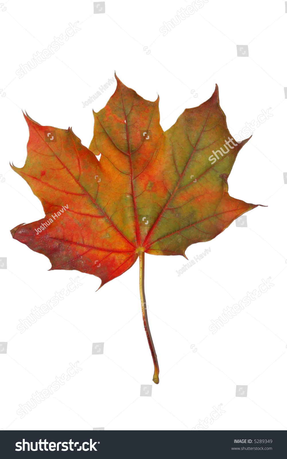 Edit Photos Free Online - Autumn maple | Shutterstock Editor