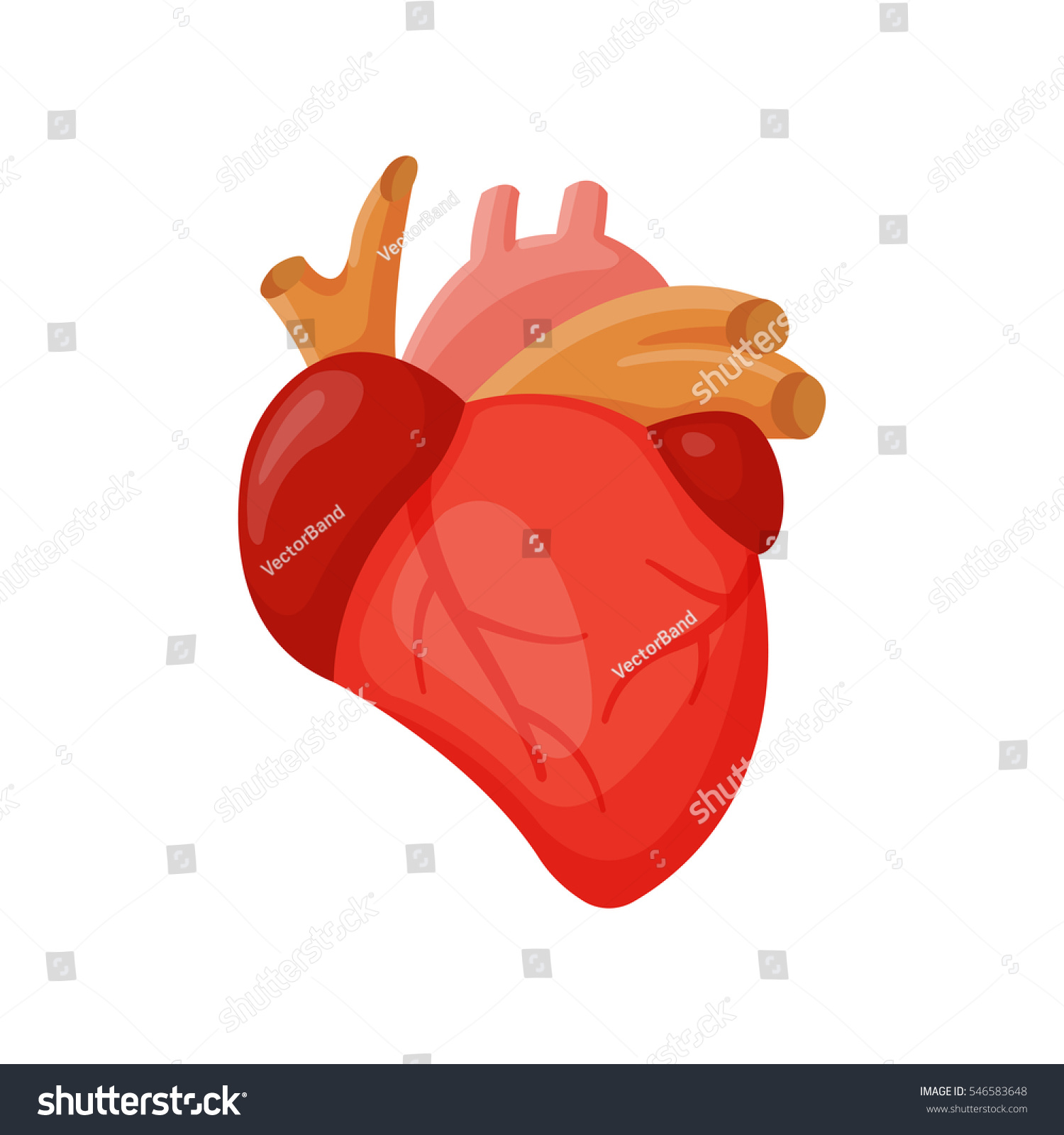 Edit Vectors Free Online - Human heart | Shutterstock Editor