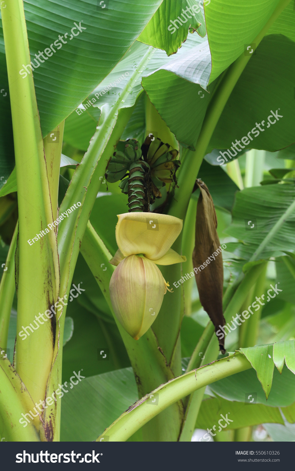 Edit Images Free Online - Banana tree | Shutterstock Editor