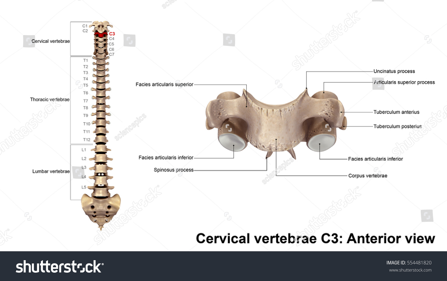 Edit Vectors Free Online - Cervical vertebrae | Shutterstock Editor