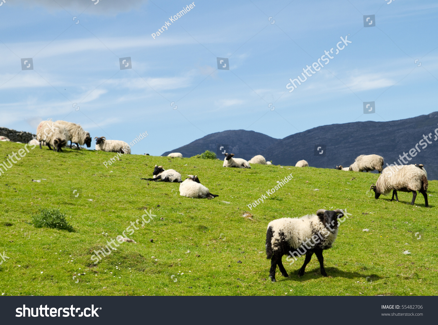 edit images free online black sheep shutterstock editor edit images free online black sheep shutterstock editor