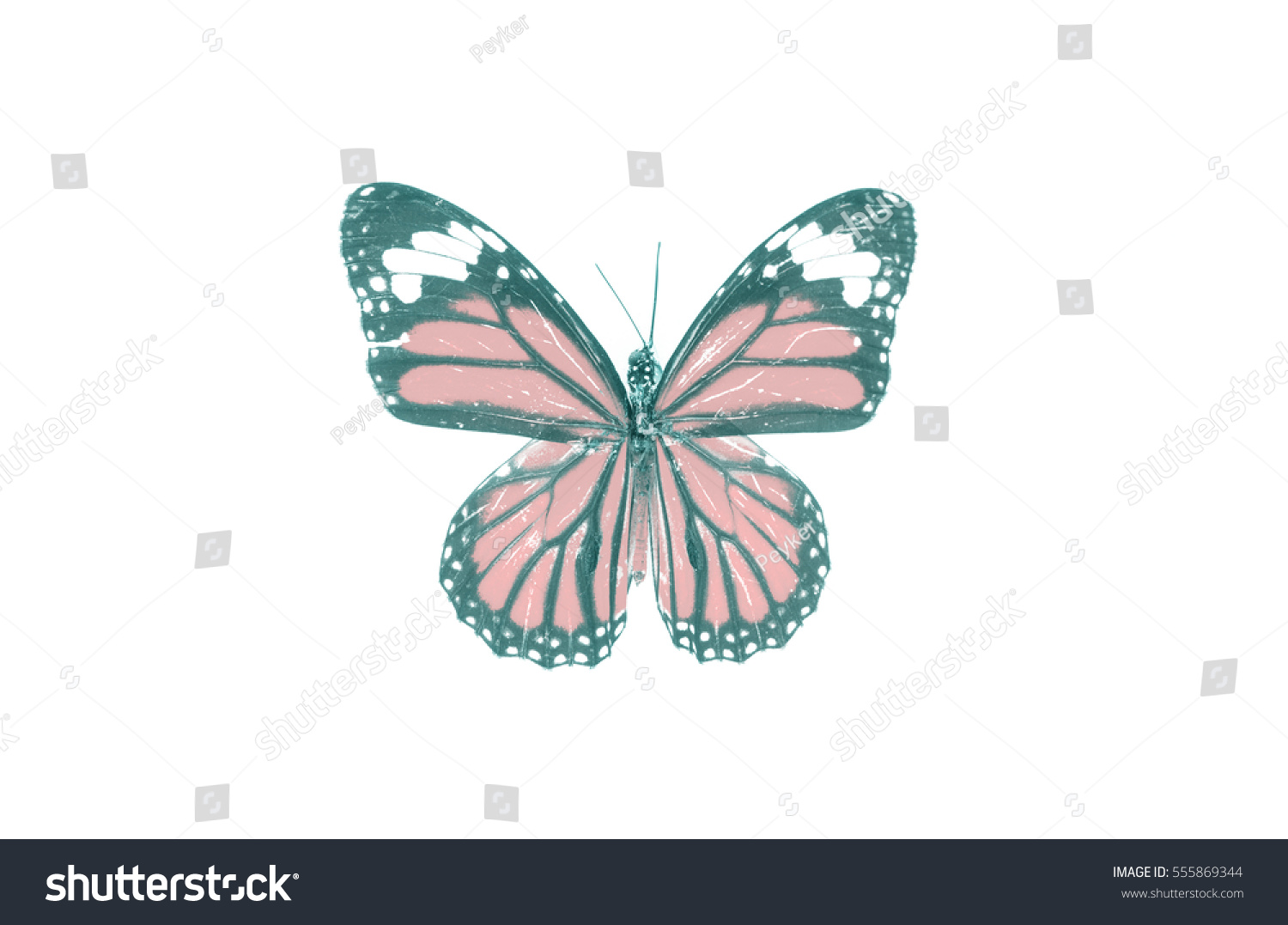 Edit Photos Free Online - butterfly, collection | Shutterstock Editor