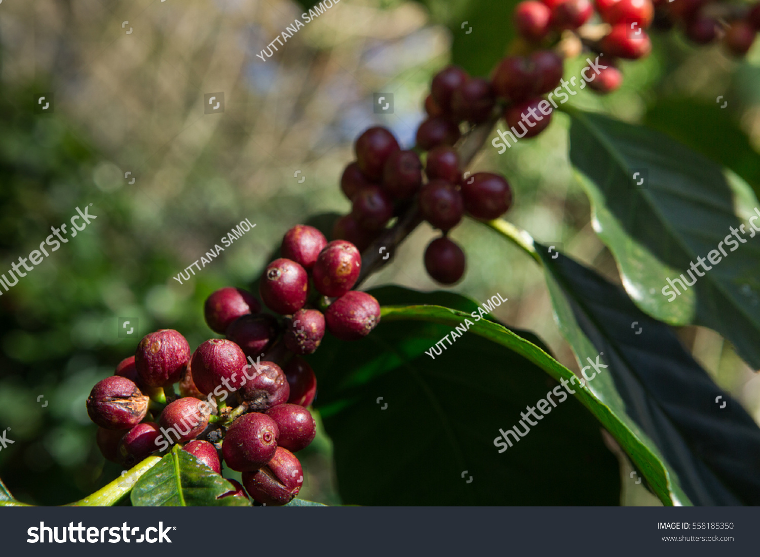 Edit Photos Free Online - Coffee tree | Shutterstock Editor