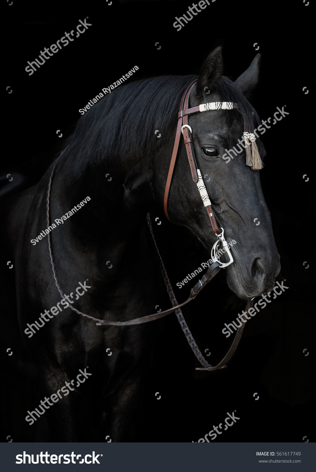 Edit Photos Free Online - Black horse | Shutterstock Editor