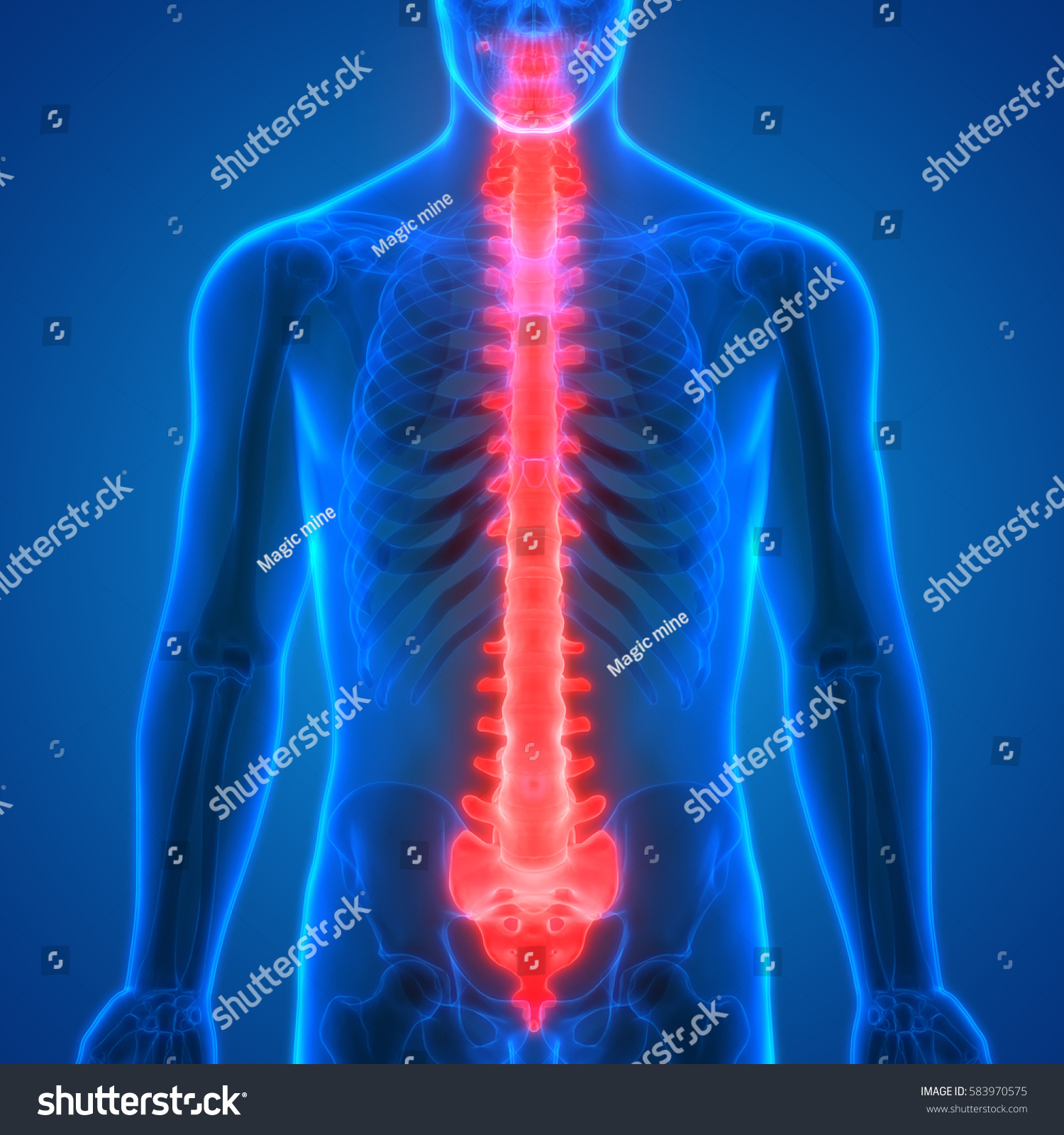 Edit Vectors Free Online - Spinal cord | Shutterstock Editor