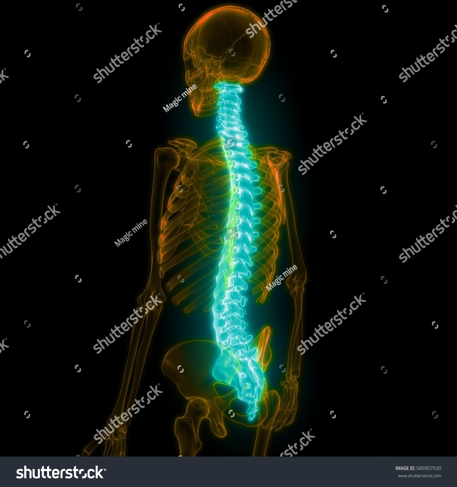 Edit Vectors Free Online - Spinal cord | Shutterstock Editor