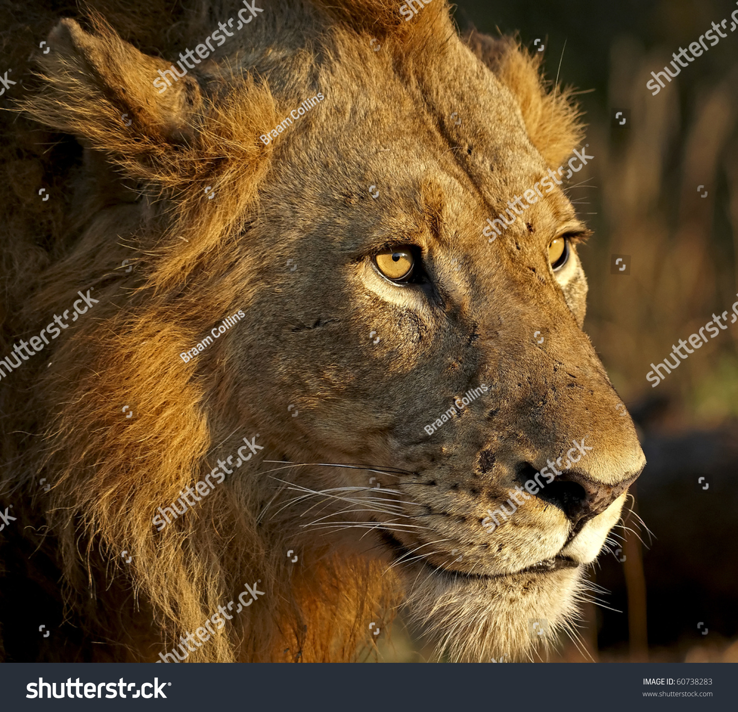 Edit Pictures Free Online - Lion | Shutterstock Editor