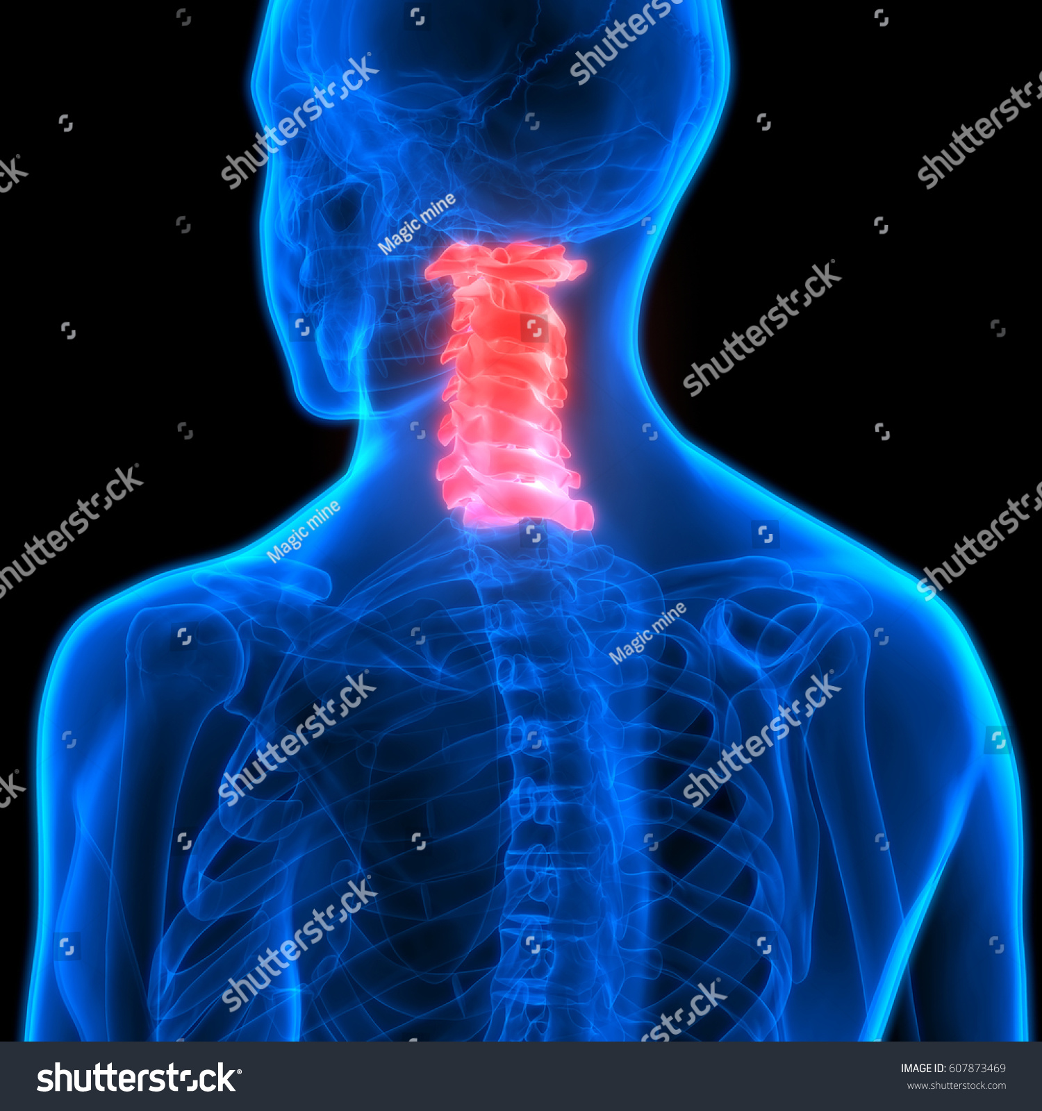 Edit Vectors Free Online - Spinal cord | Shutterstock Editor