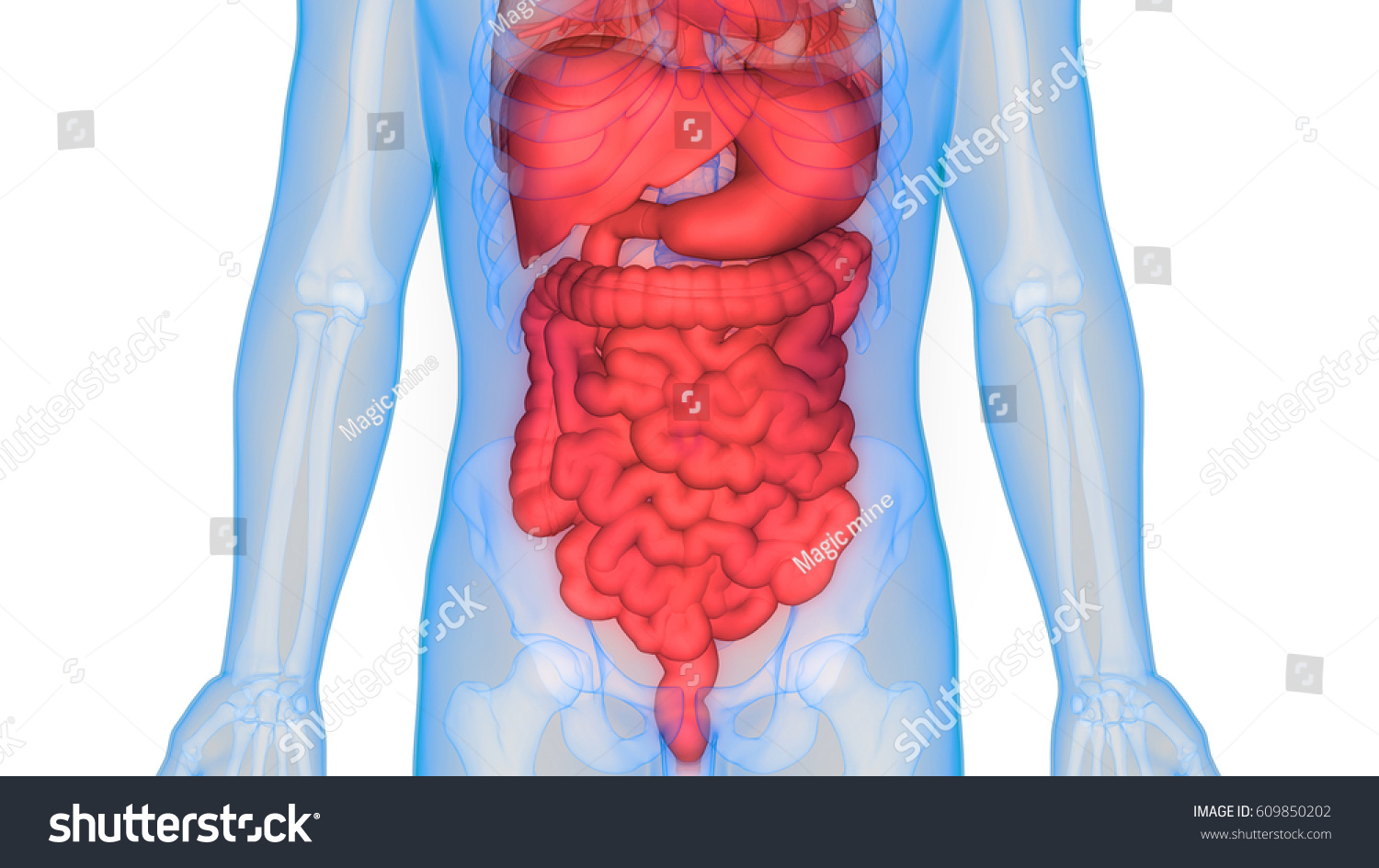 Edit Vectors Free Online - Huma | Shutterstock Editor