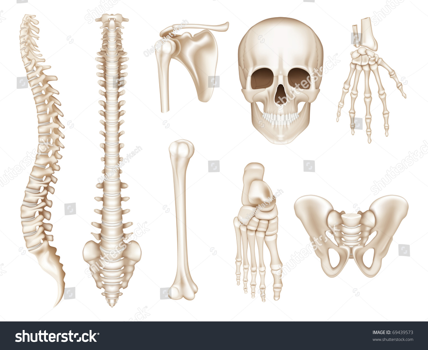 Edit Vectors Free Online - Human bones, | Shutterstock Editor