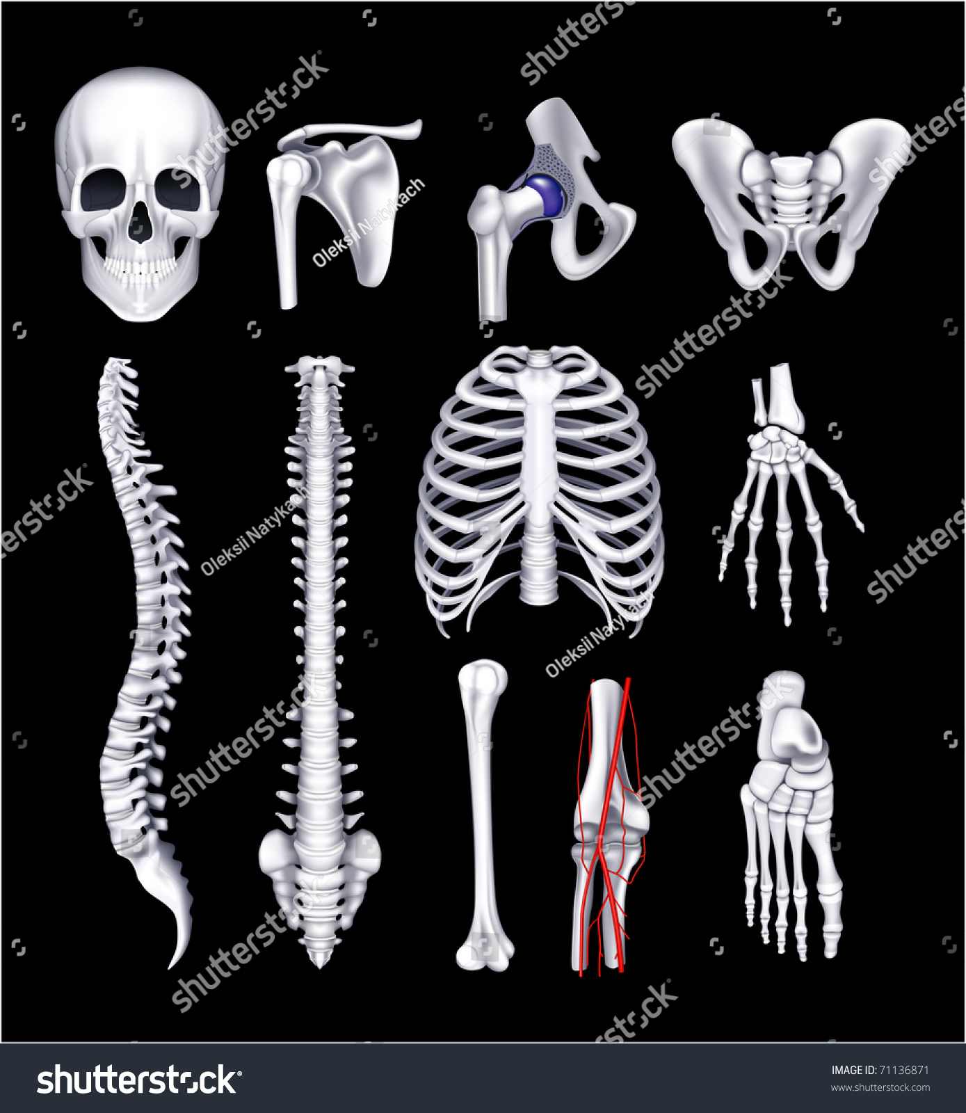 Edit Vectors Free Online - Human bones, | Shutterstock Editor