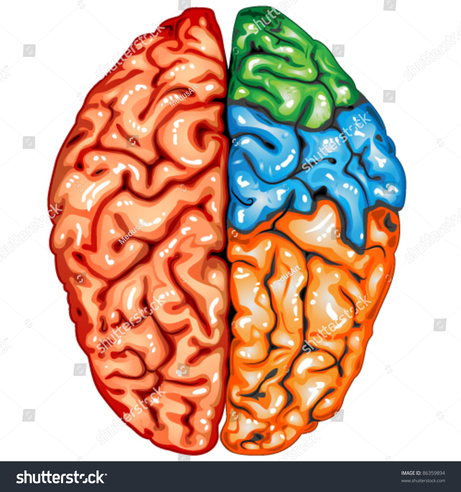 Edit Vectors Free Online - Human brain | Shutterstock Editor