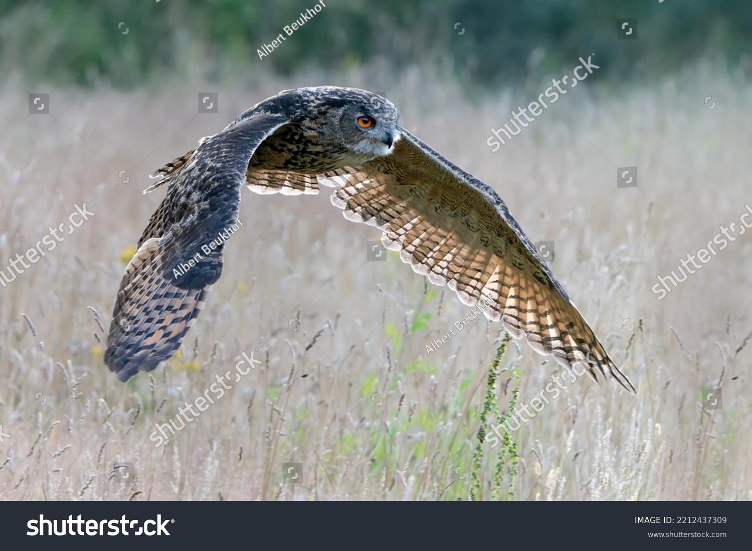 eurasian eagle owl attack