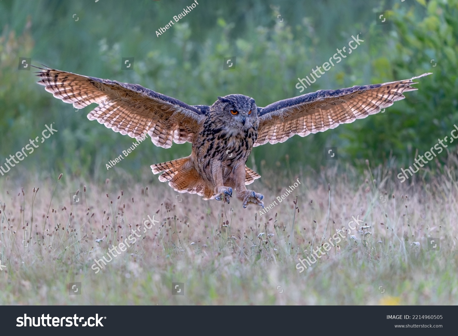 eurasian eagle owl attack