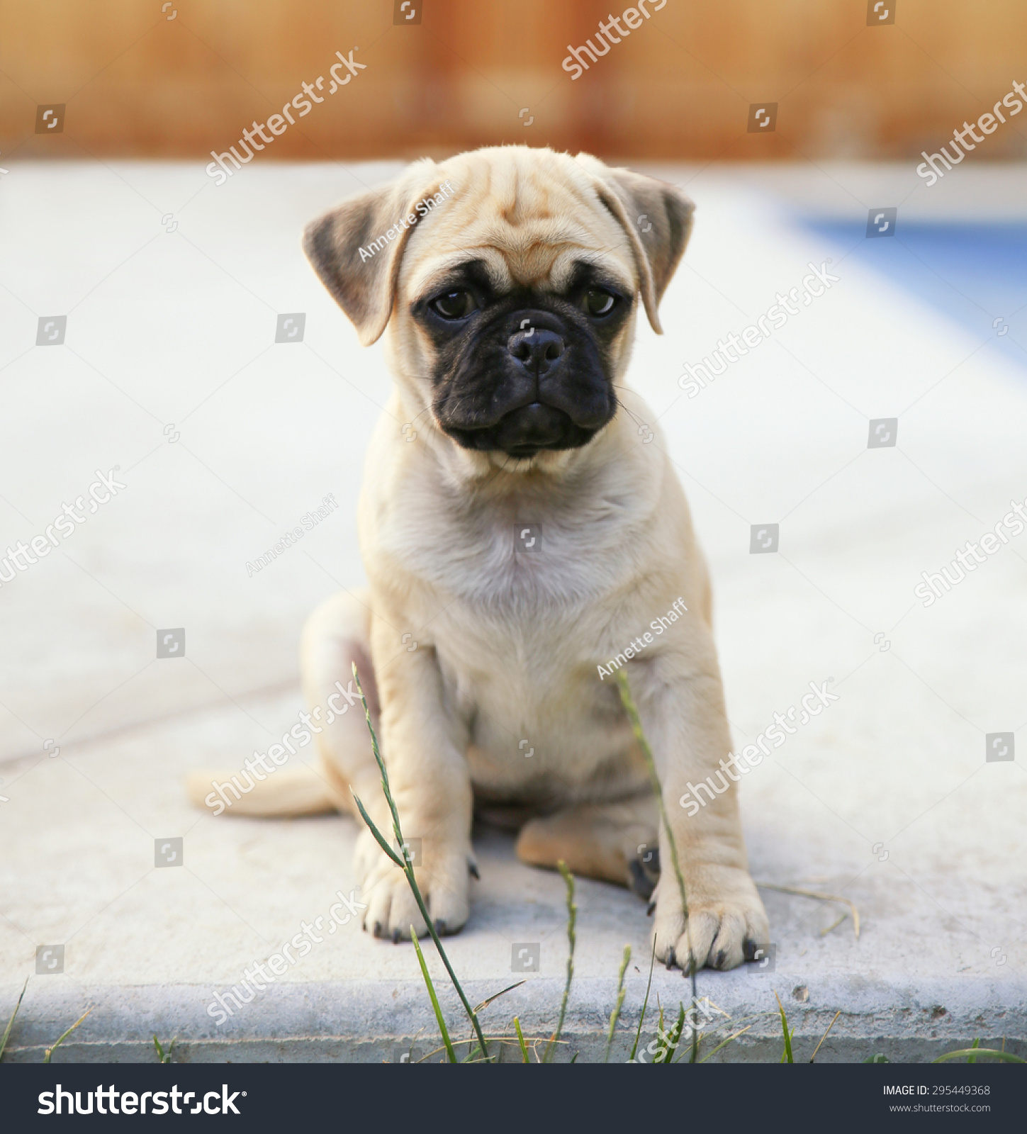 Cute Chihuahua Pug Mix Puppy Chug Stock Photo Edit Now 295449368