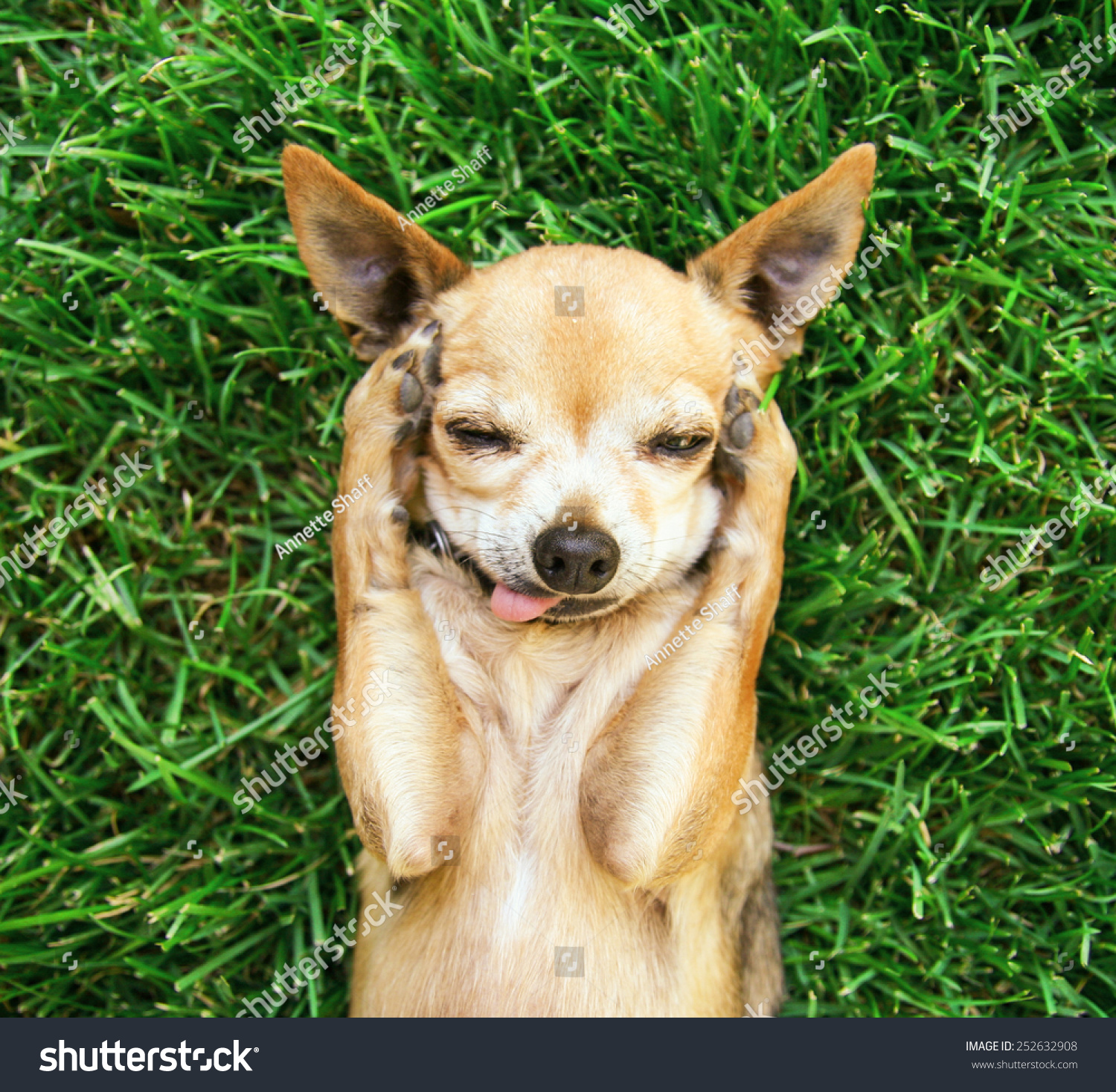 A Cute Chihuahua With His Paws On His Head Covering His Ears Stock ...