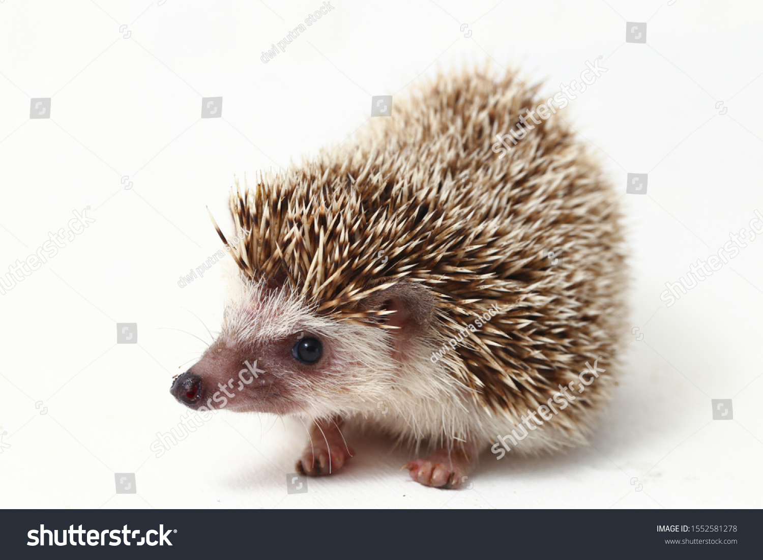 African hedgehog Images, Stock Photos & Vectors | Shutterstock