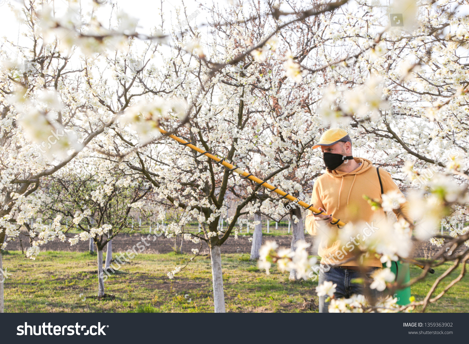 Agricultural Worker Spraying Pesticide On Fruit Stock Photo Edit Now 1359363902