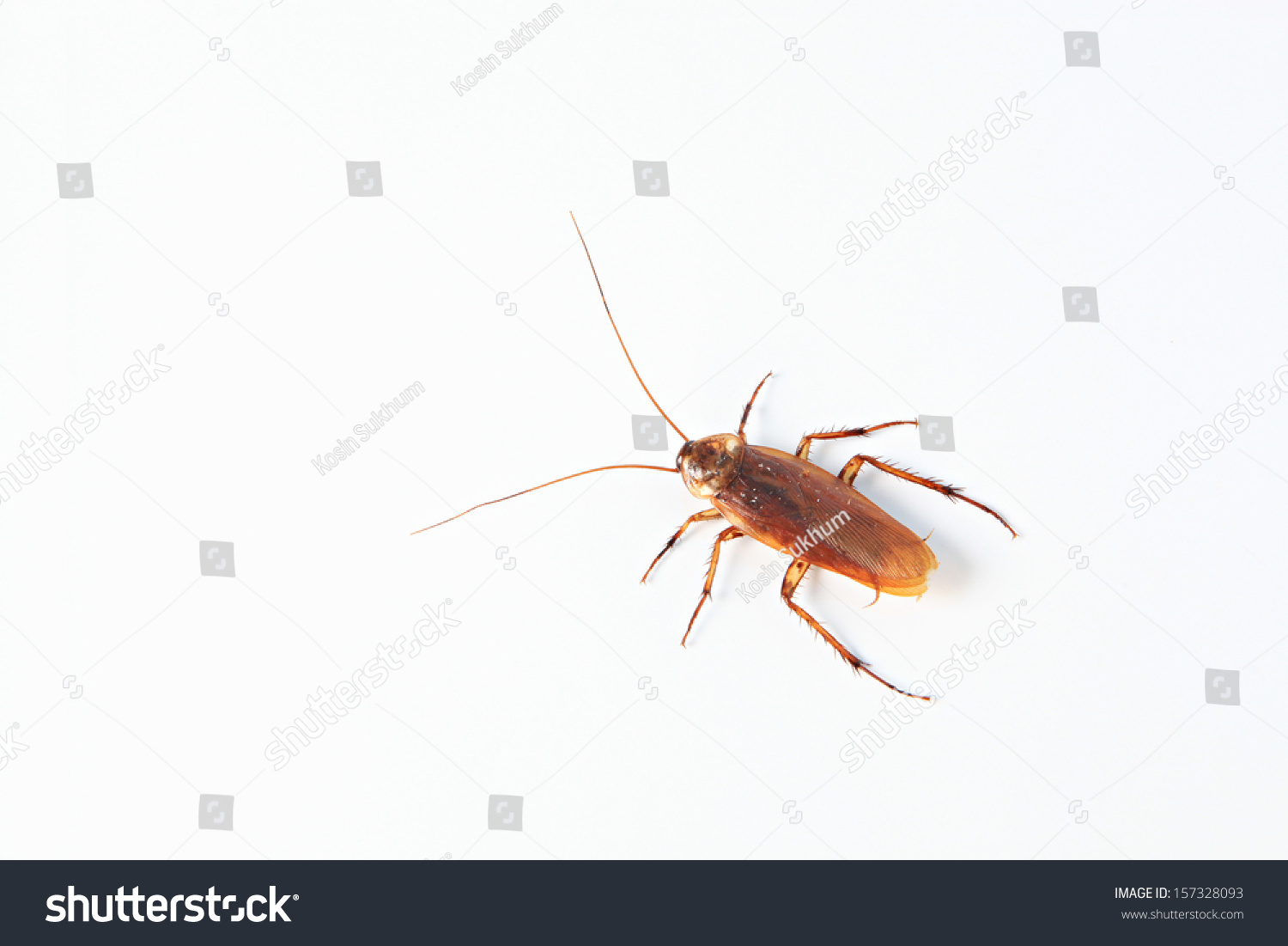 American Cockroach Periplaneta Americana Isolated On Stock Photo ...