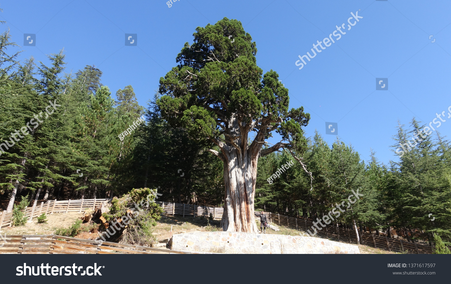 Ardıç Images, Stock Photos & Vectors | Shutterstock