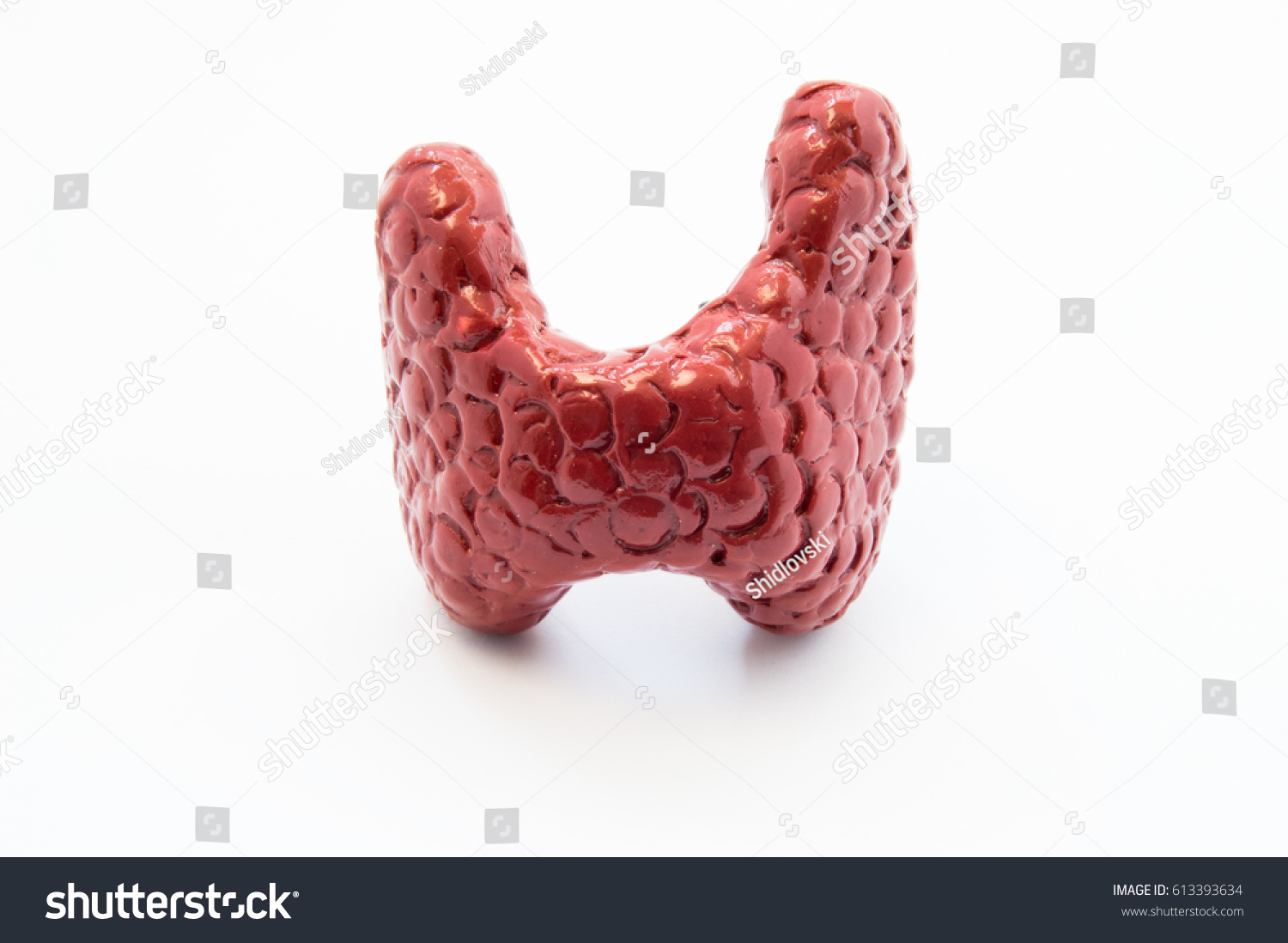 Anatomical Model Human Thyroid Gland Closeup Stock Photo 613393634 