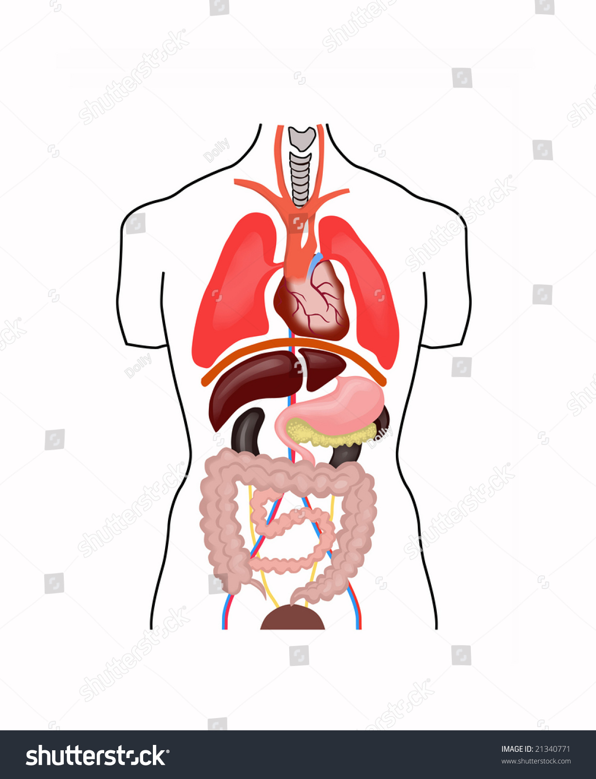 Anatomy Structure Structure Stock Illustration 21340771