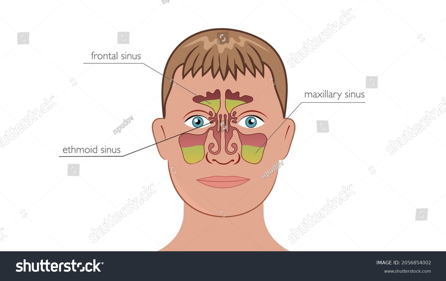 Anatomy Sinuses Nose Nose Maxillary Sinus Stock Illustration 2056854002