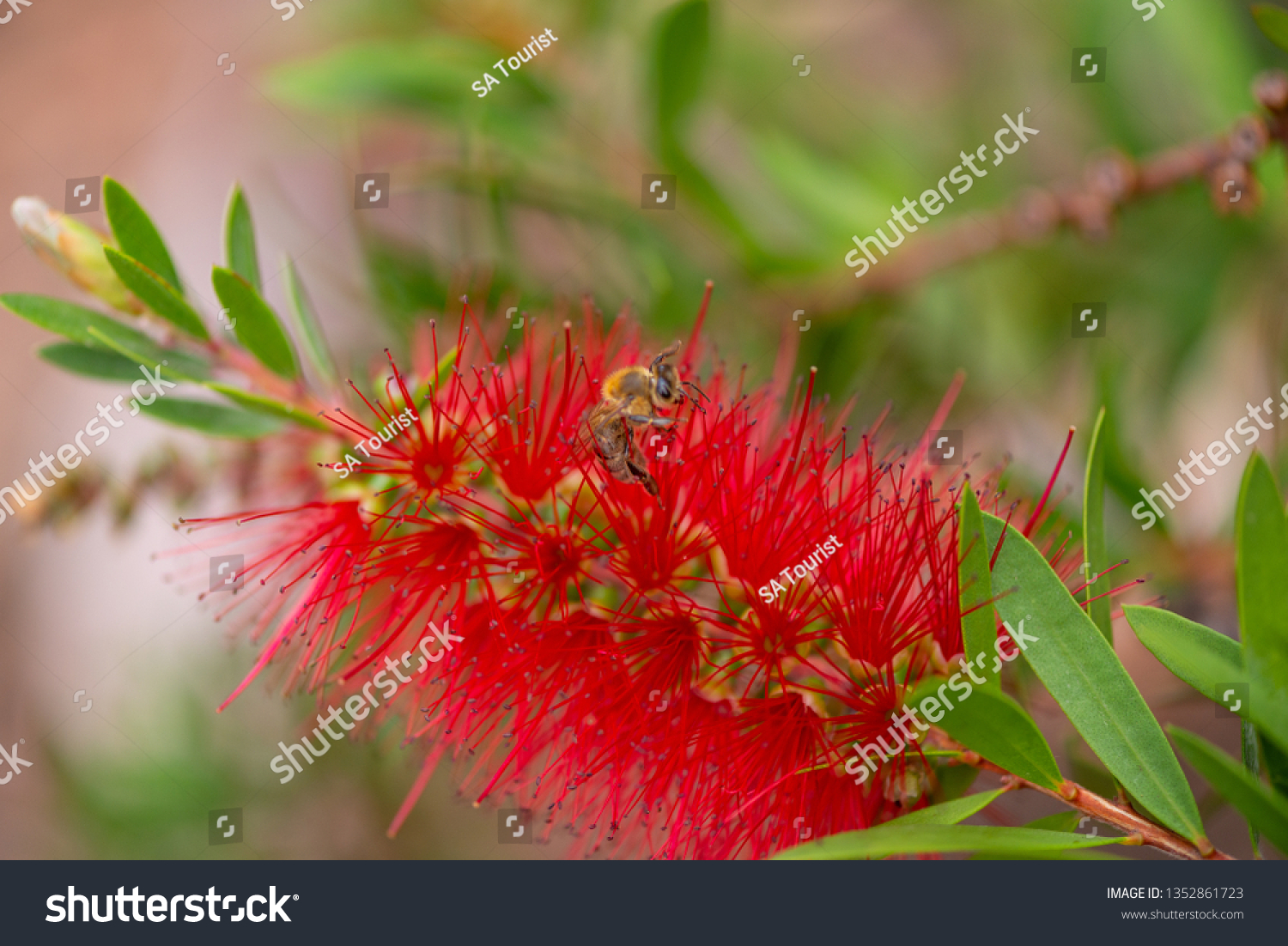 Australian Native Plants Flora Backgrounds Stock Photo 1352861723 ...