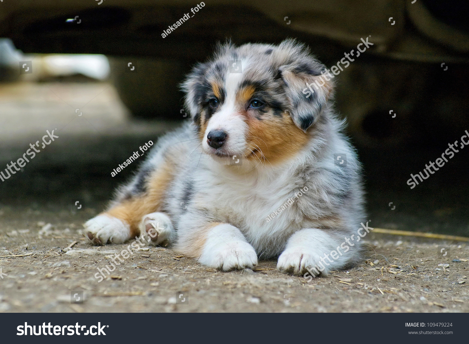 Shepherd Puppy Photo (Edit 109479224