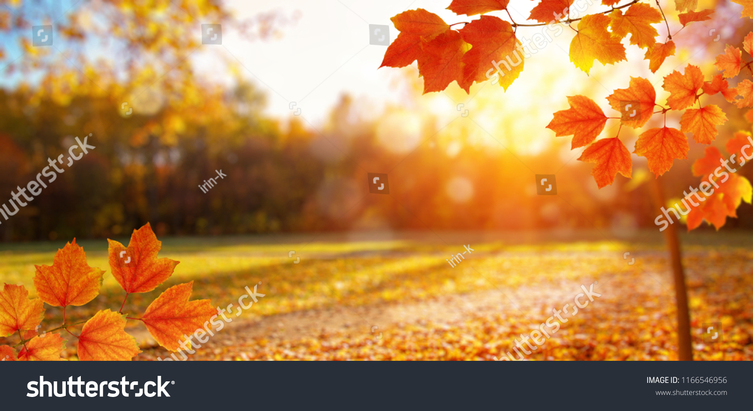 秋の葉は日差しに照らされ 木がかすんだ 秋の背景 の写真素材 今すぐ編集