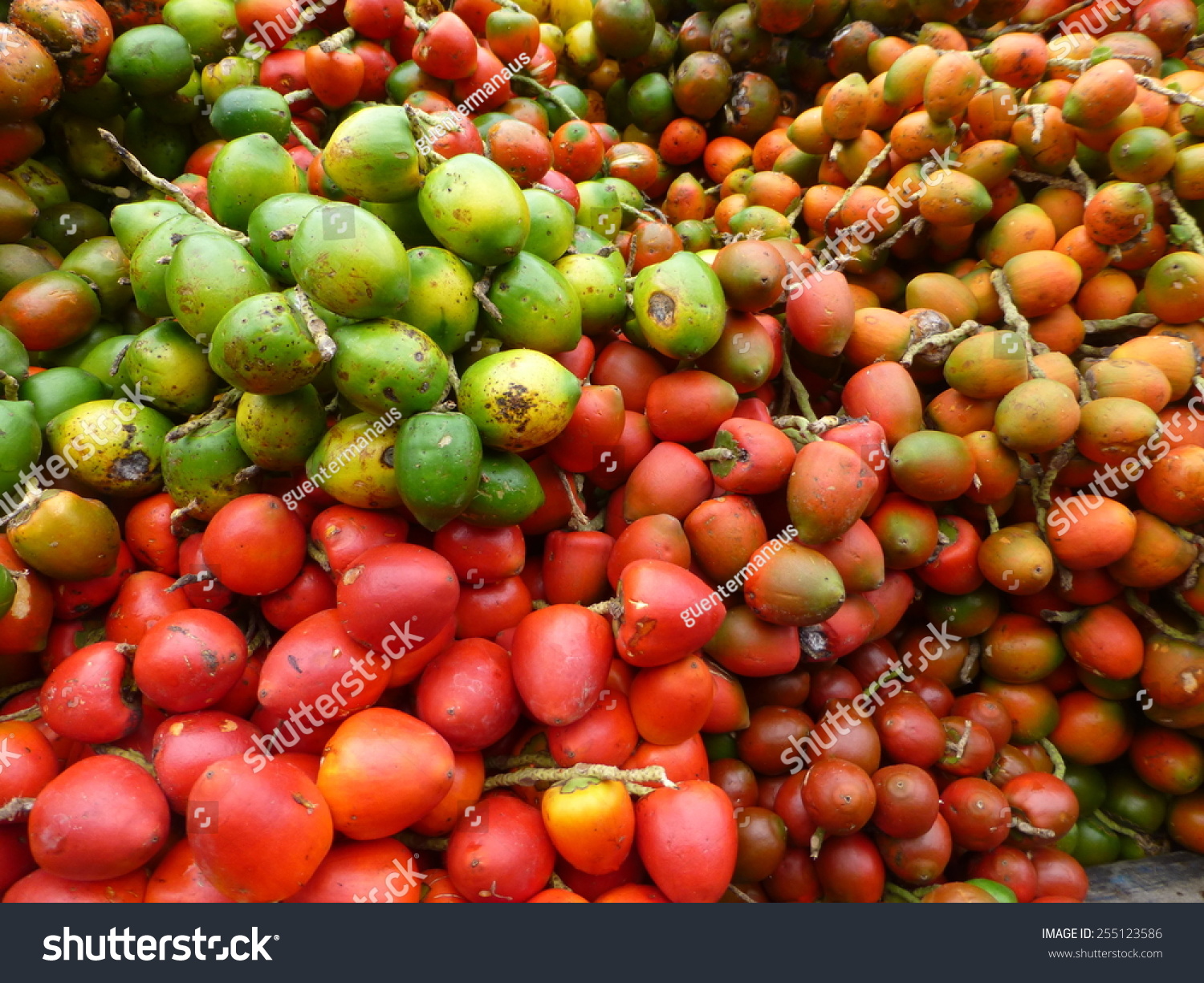 Bactris Gasipaes, Palm Fruits, Amazonia, Brazil Stock Photo 255123586 ...