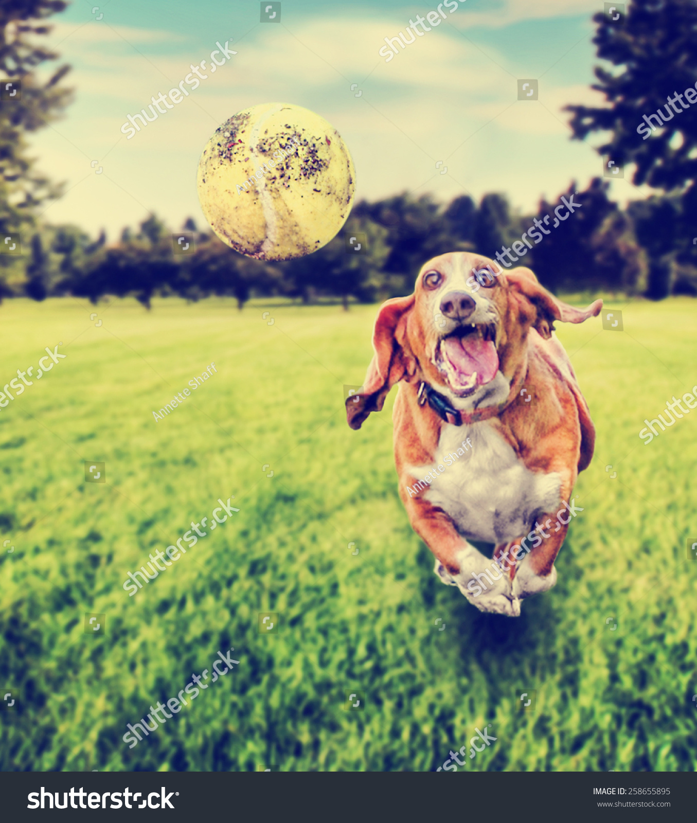 basset hound balls