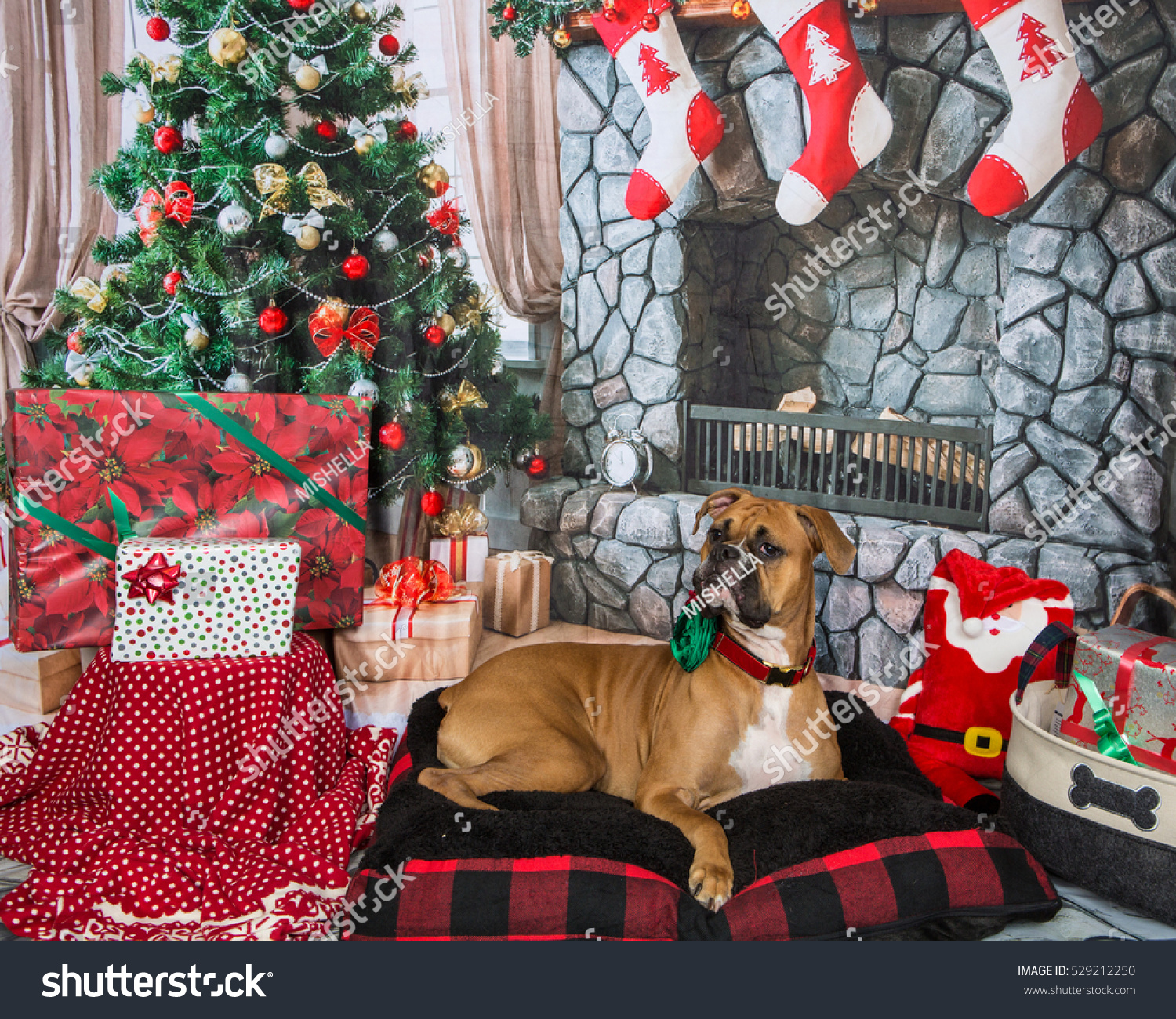 Beautiful Boxer Dog Christmas Background Stock Photo Edit Now