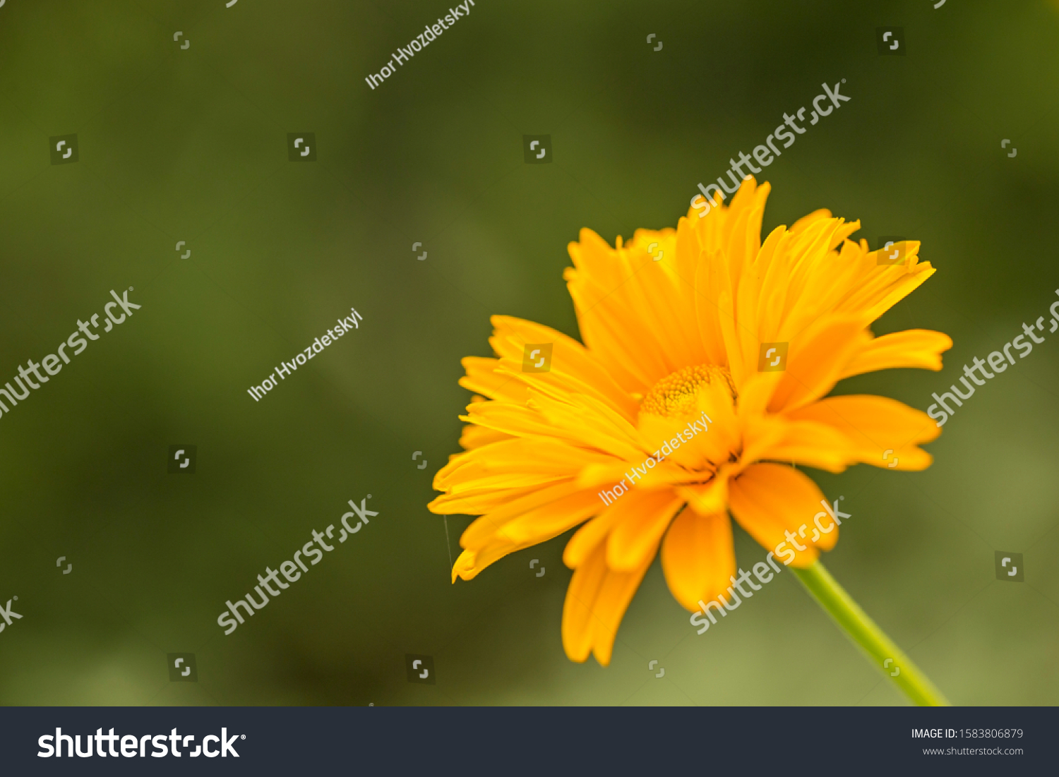 Beautiful Yellow Flower Coreopsis Grandiflora Largeflower Stock Photo Edit Now 1583806879