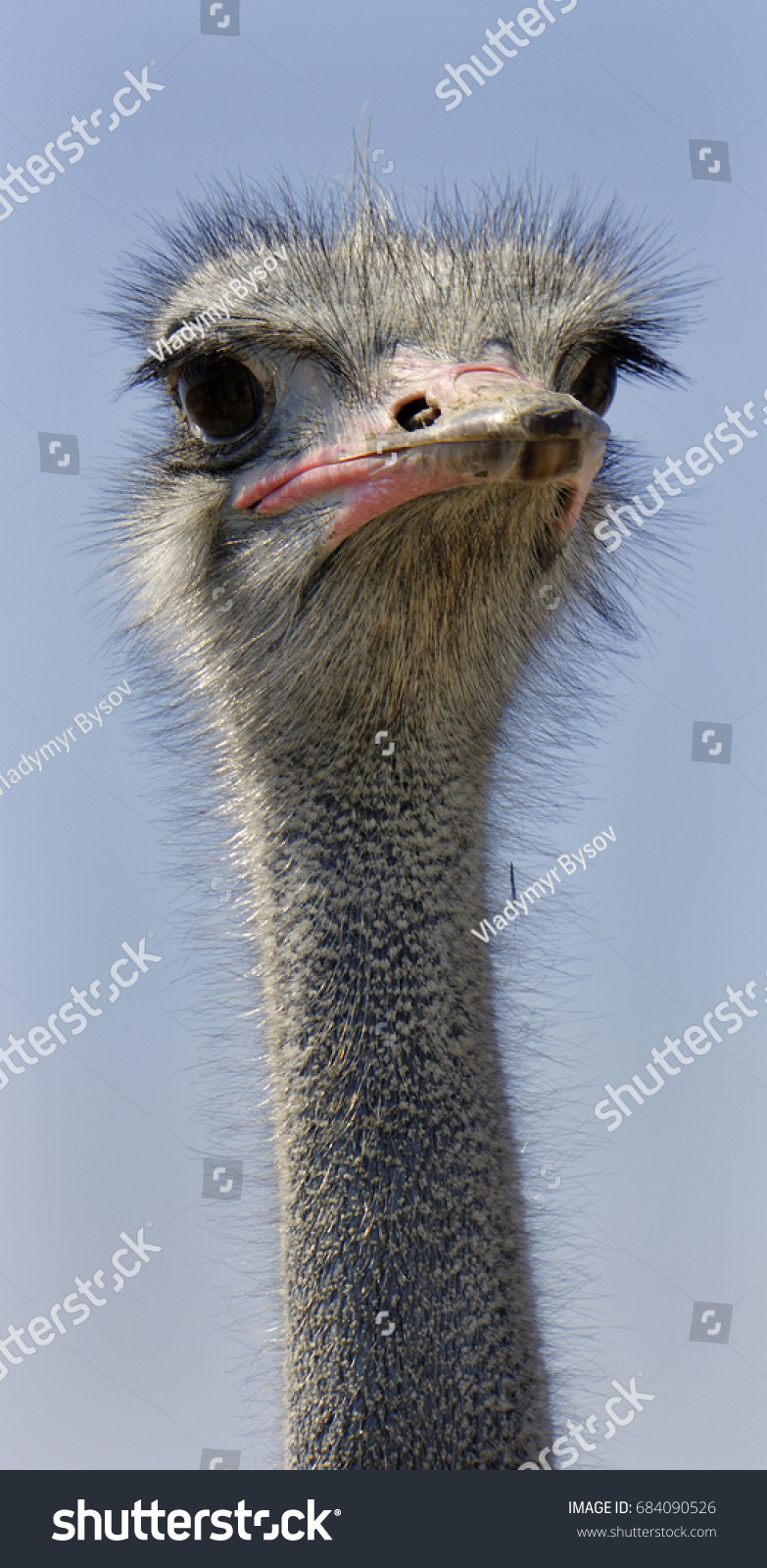 Russian Ostrich - ostrich farm (Moscow region) Russian Ostrich - ostrich farm (Moscow region)