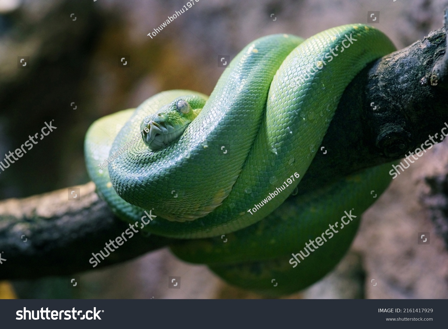 Big Green Snake Zoo Stock Photo 2161417929 Shutterstock