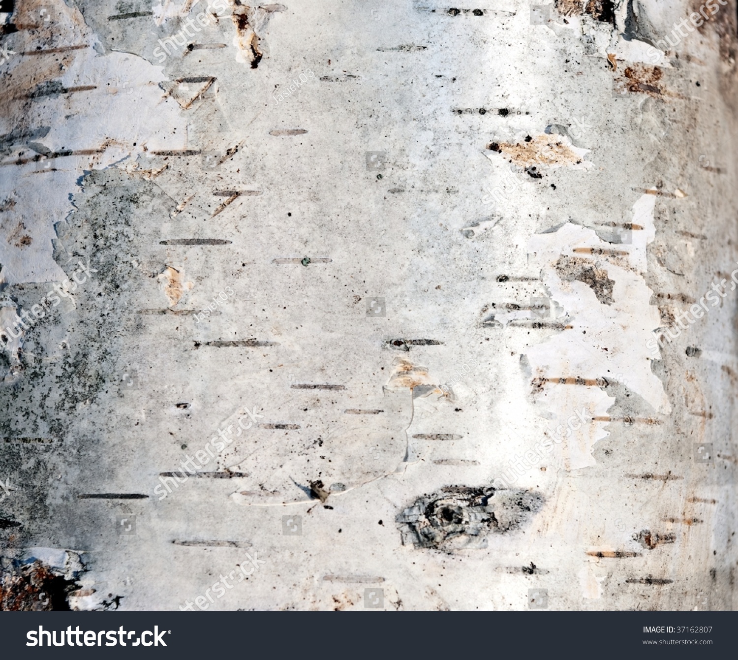 Birch Bark - Texture Stock Photo 37162807 : Shutterstock