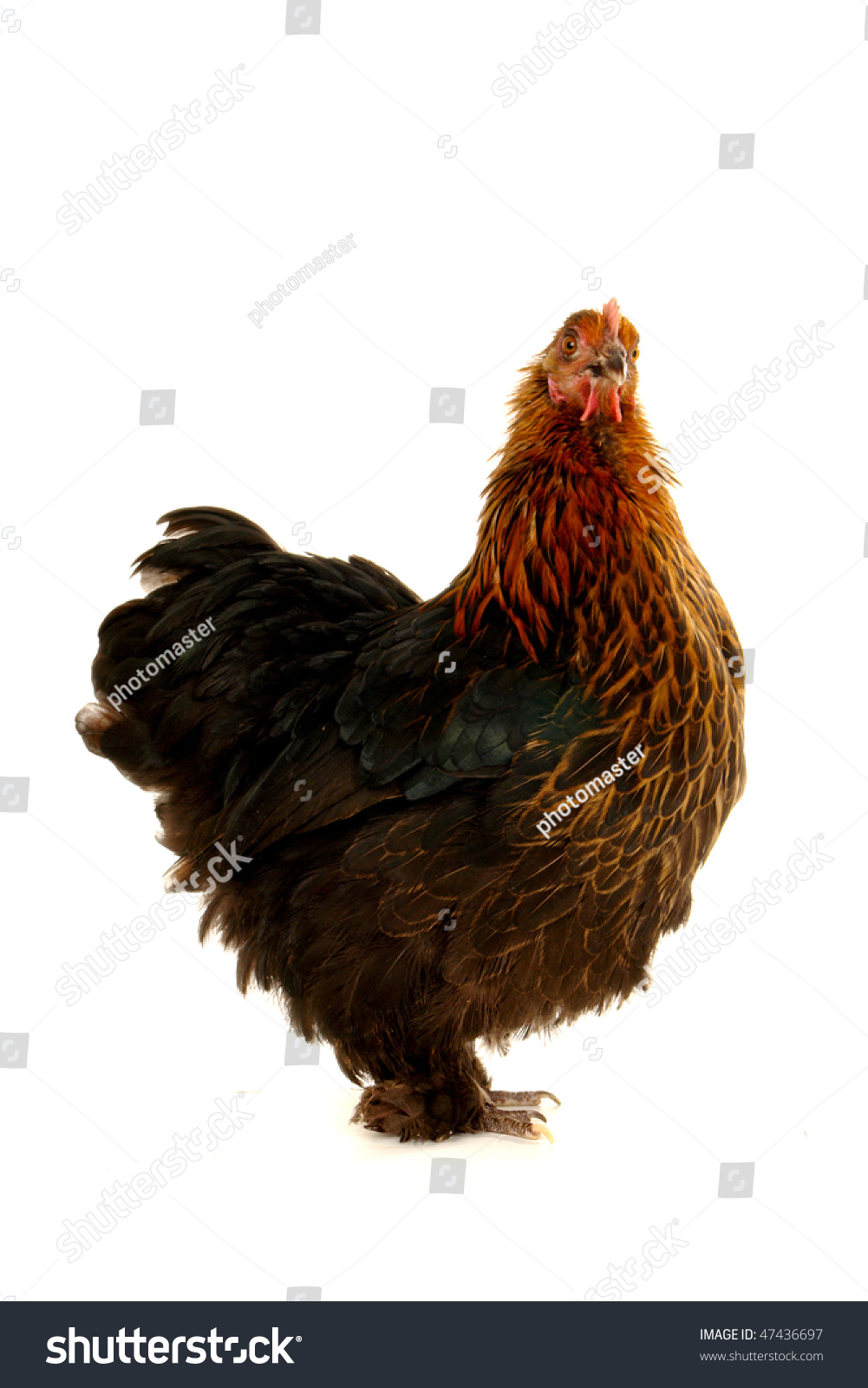 Black Hen On White Background Stock Photo 47436697 - Shutterstock