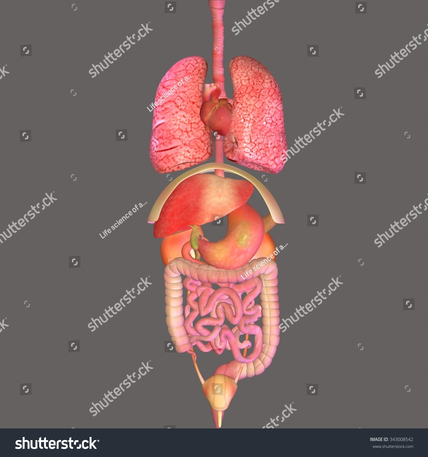 Body Parts Stock Illustration 343008542 - Shutterstock