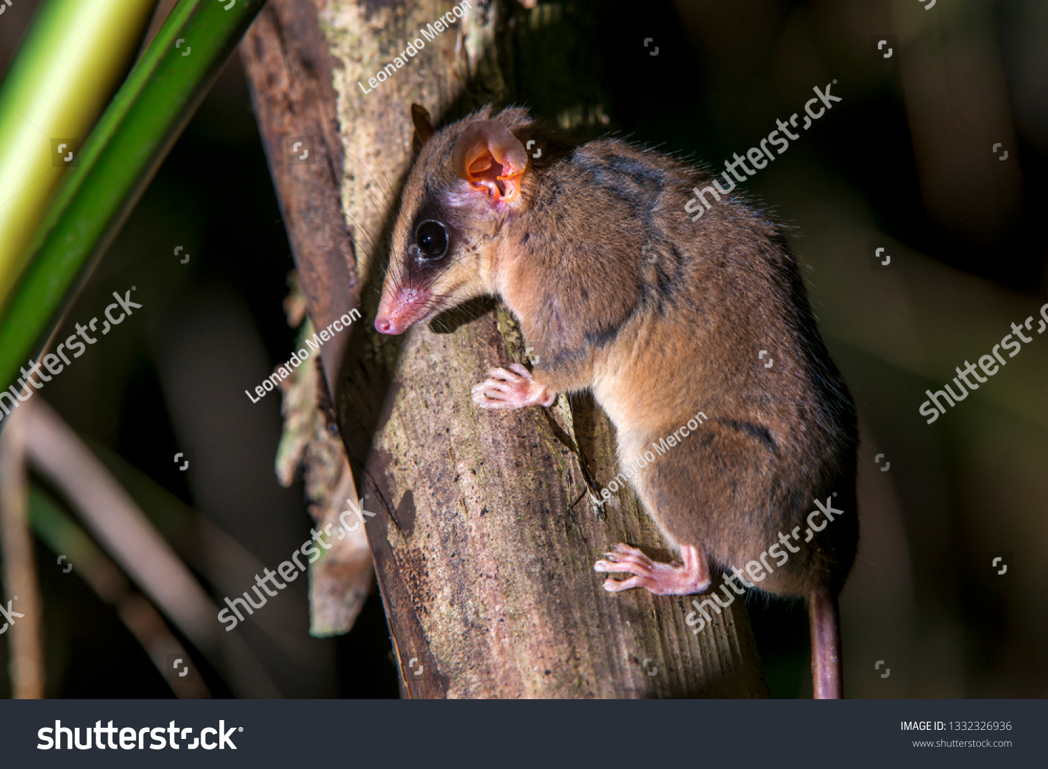 Brazilian Gracile Opossum Photographed Santa Maria の写真素材 今すぐ編集 Brazilian Gracile Opossum Photographed Santa Maria の写真素材 今すぐ編集