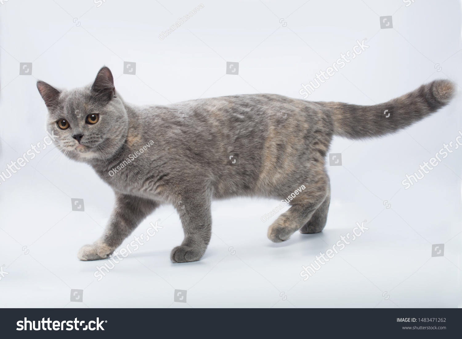 British Shorthair Bluecream Cat On White Stock Photo Edit Now