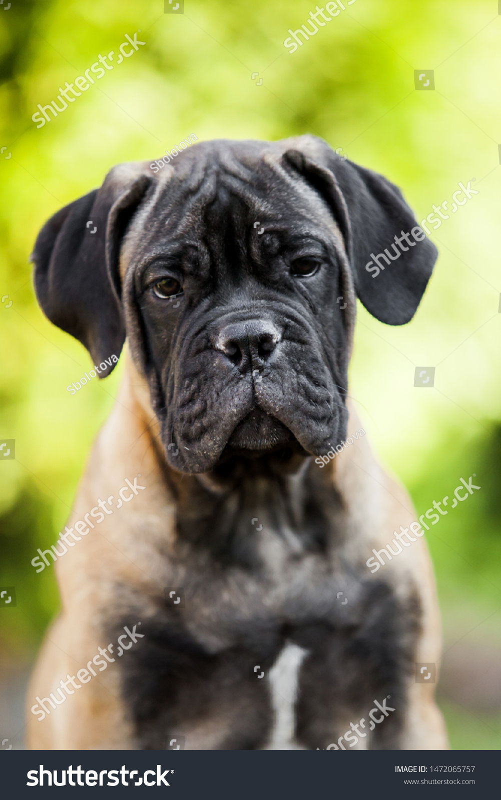 gray bullmastiff