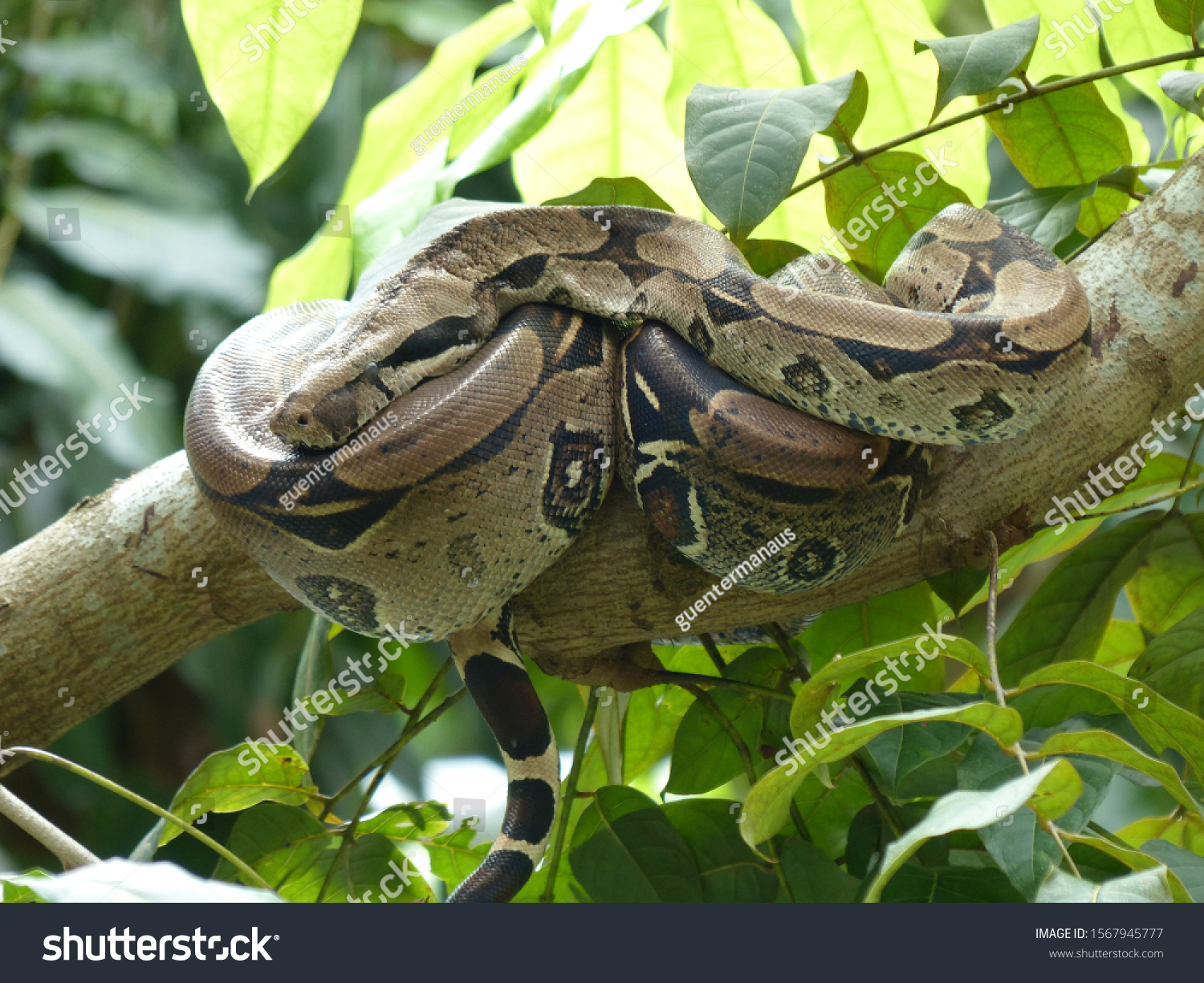 Bundled Anaconda Snake Boa Constrictor Boidae Stock Photo Edit Now 1567945777