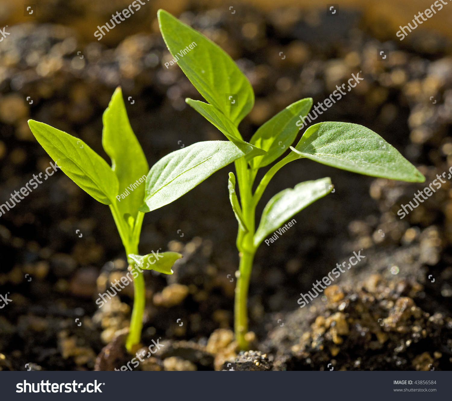 2 Capsicum Seedlings In Soil Stock Photo 43856584 : Shutterstock