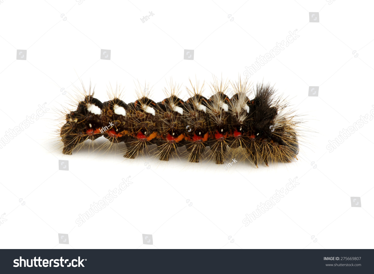  White Dual Curve Template Design Featuring Caterpillar Isolated on a White